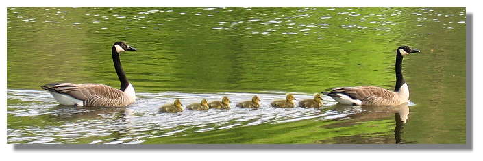 [Foto:kanadagans-familie-im-rombergpark.jpg]