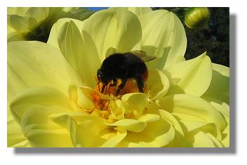 [Foto:dahlie-mit-hummel-im-westfalenpark.jpg]