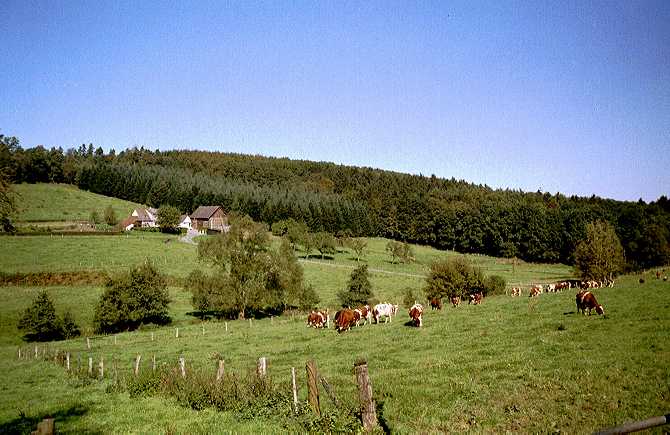 [Foto:kuehe-im-wannebachtal.jpg]