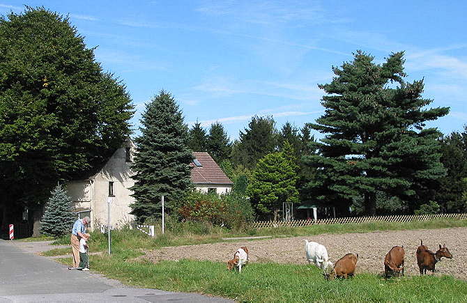 [Foto:oeverscheidt-ziegen.jpg]