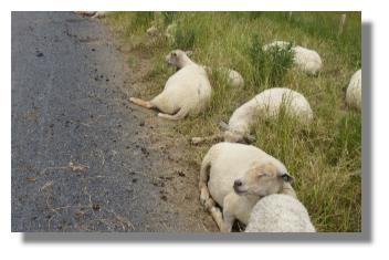 [Foto:het-zwin-radweg-schafe.jpg]
