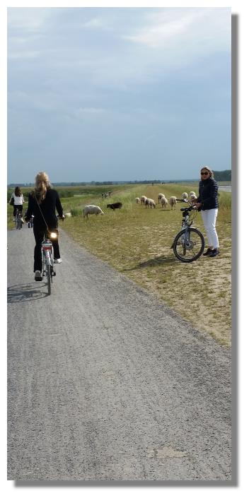 [Foto:het-zwin-fahrradweg-schafe.jpg]