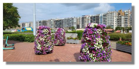 [Foto:blankenberge-mai-blumen.jpg]