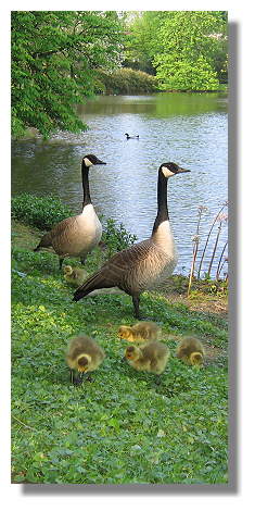 [Foto:kanadagans-familie-im-rombergpark.jpg]