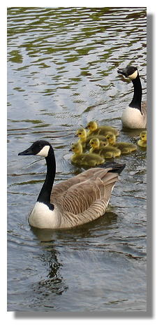 [Foto:kanadagans-familie-im-rombergpark.jpg]