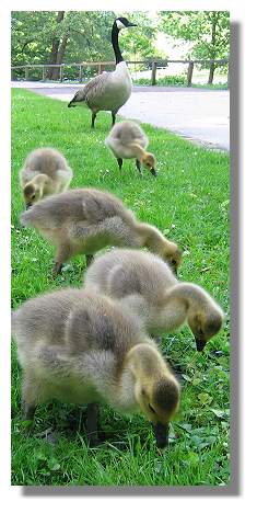 [Foto:kanadagans-familie-im-rombergpark.jpg]