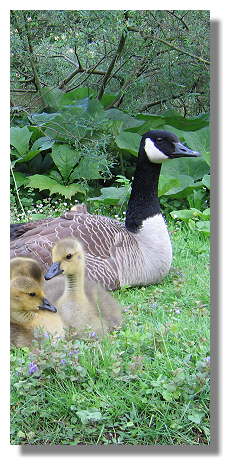 [Foto:kanadagans-familie-im-rombergpark.jpg]