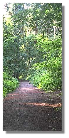 [Foto:wald.jpg]