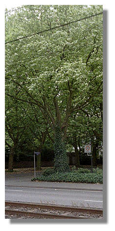 [Foto:westfalendamm-gartenstadt.jpg]