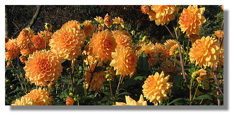 [Foto:dahlie-orange-garden-westfalenpark.jpg]