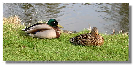 [Foto:entenpaar-am-buschmuehlenteich.jpg]