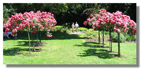 [Foto:juni-im-westfalenpark.jpg]