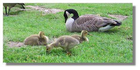 [Foto:kanadagans-nachwuchs-im-rombergpark.jpg]