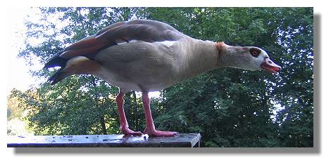 [Foto:nilgans-rombergpark-denkmaltag.jpg]