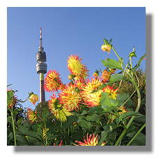 [Foto:dahlien-im-westfalenpark.jpg]