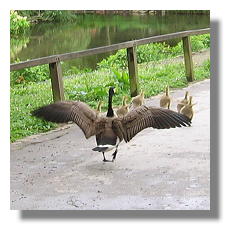 [Foto:kanadagans-familie-im-rombergpark.jpg]