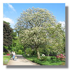 [Foto:mai-im-westfalenpark.jpg]